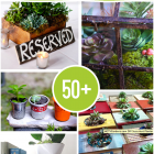 Over 50 Succulents, Terrariums and Creative Planters