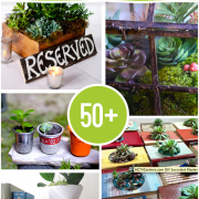 Over 50 Succulents, Terrariums and Creative Planters