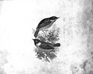 Graphics Fairy Vintage Birds