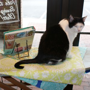 craft store cat
