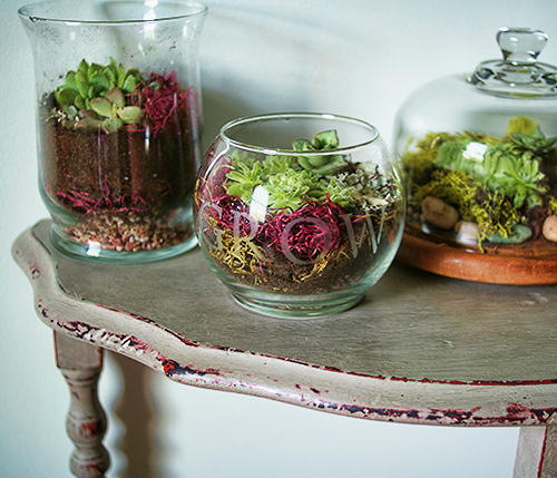 How to Make a terrarium, DIY @savedbyloves