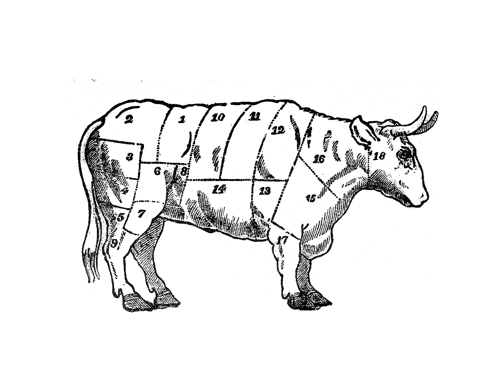Vintage Cow Art Butcher S Beef Chart Download