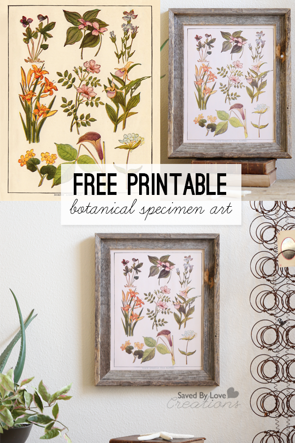 Free Printable Botanical Specimen Art from @savedbyloves