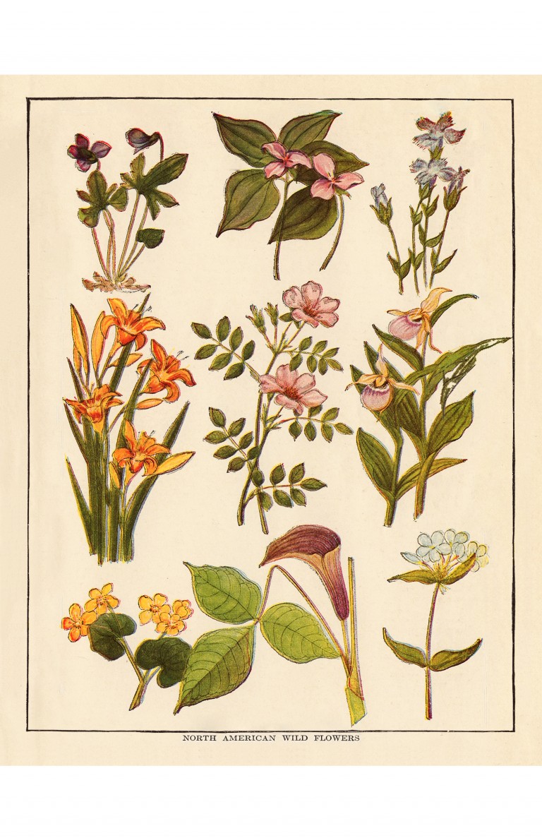 Botanical Specimen Art Free Printable